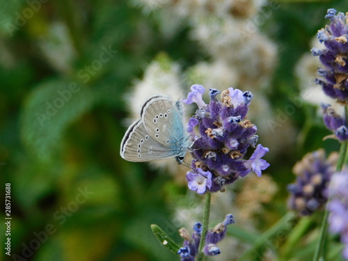 Papillon azuré butinant la lavande © GreenDarkness