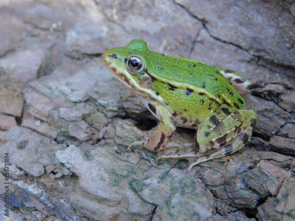 Petite grenouille verte sur une souche Petite grenouille verte sur une souche