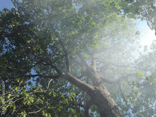 castanheira entre fumaça na amazônia photo