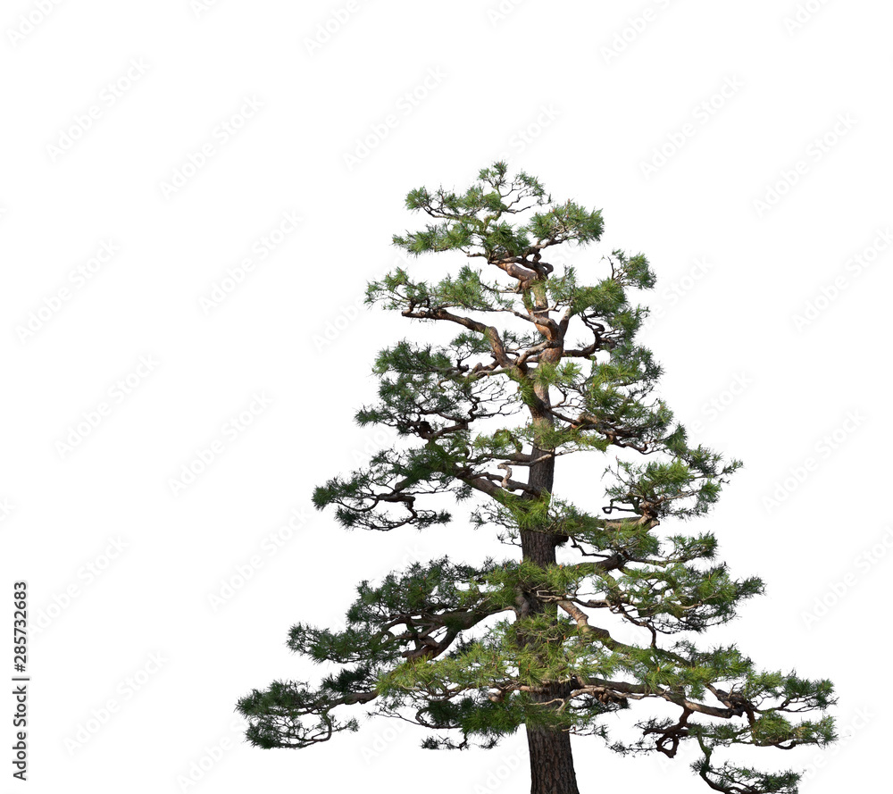 Pine tree in Japanese garden on white background Pine tree in Japanese garden on white background