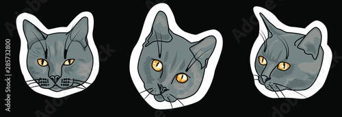 a set of stickers with a muzzle of a gloomy gray cat with a white stroke.