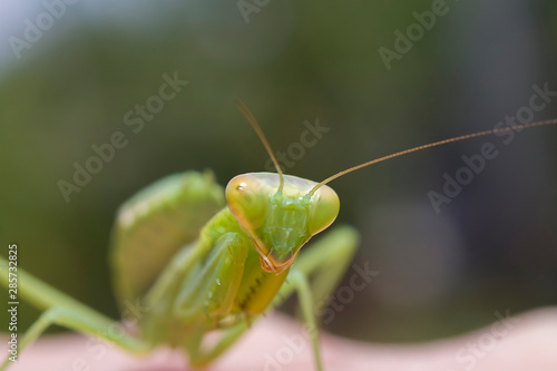 green mantis closeup, portrait of an insect on a dark green background
