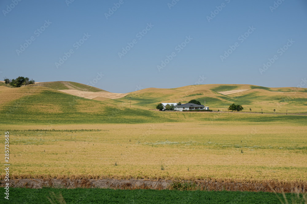 House and wheat crop