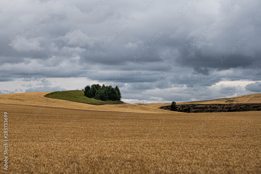Fototapeta premium Wheat crop