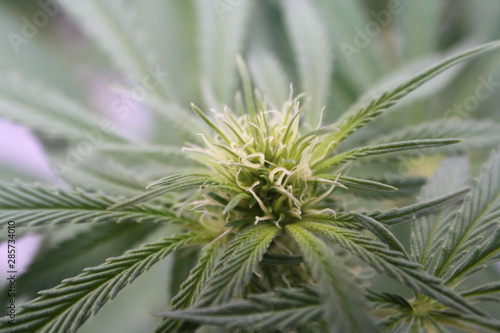 Marijuana Plant Close Up Of Bud High Quality 