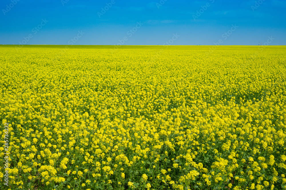 Rapeseed fields in Crimea. Beautiful scenery with yellow flowers.