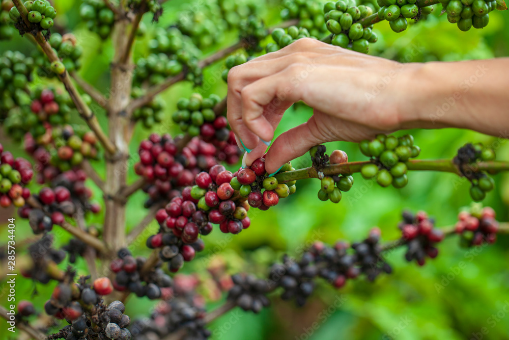 Dalat, Lamdong Province, coffee plantations of the central vietnam Dalat, Lamdong Province, coffee plantations of the central vietnam