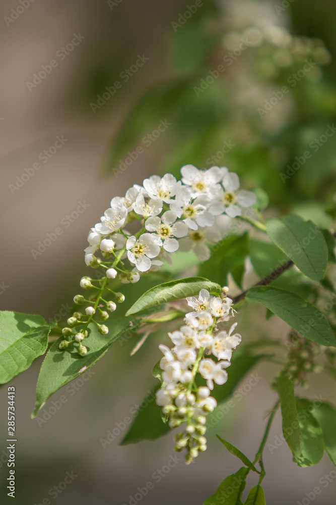 Flowers white cherry in the green leaves of the tree. Flowers white cherry in the green leaves of the tree.