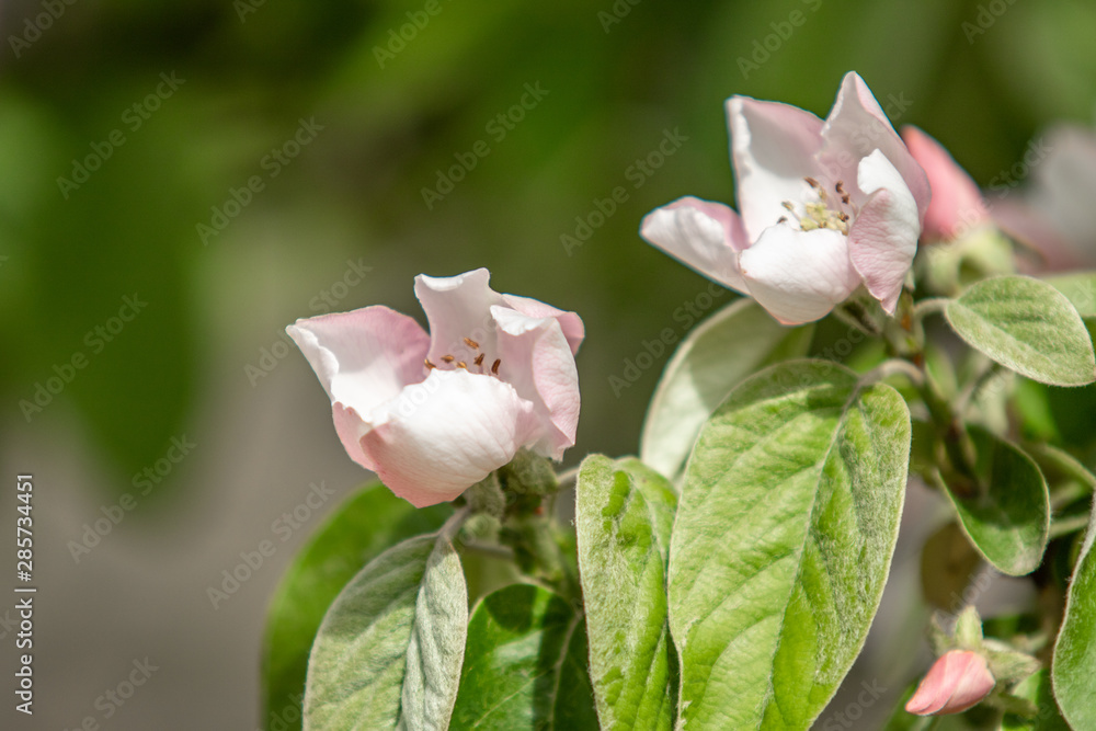 White flowers of quince tree green leaves, spring nature. White flowers of quince tree green leaves, spring nature.