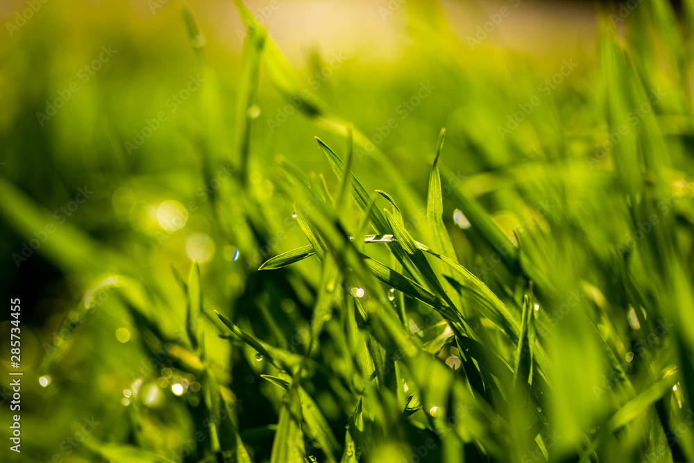 Green grass with raindrops, landscape closeup. Green grass with raindrops, landscape closeup.