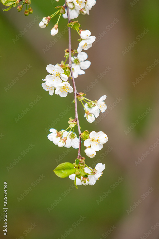 white cherry flowers closeup
