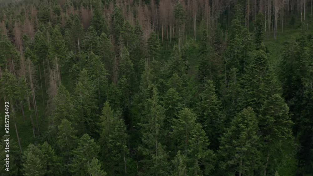 Aerial view. Flying over huge lush green pines and treetops in the forest. Flying over the tops of conifers. Aerial shot of fir trees in summer forest Aerial view. Flying over huge lush green pines and treetops in the forest. Flying over the tops of conifers. Aerial shot of fir trees in summer forest