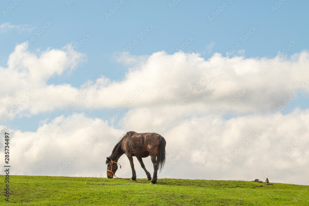 Horse in a green meadow against a blue sky Horse in a green meadow against a blue sky