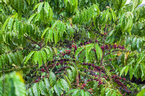 Dalat, Lamdong Province, coffee plantations of the central vietnam photo