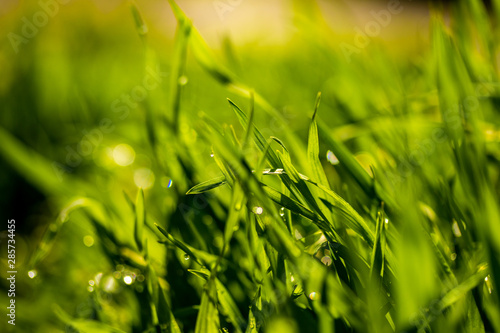 Green grass with raindrops, landscape closeup.