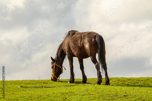 Horse in a green meadow against a blue sky