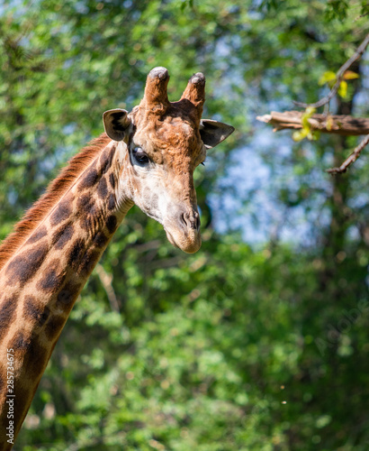 Giraffe head portrait, sky green trees. © Prikhodko