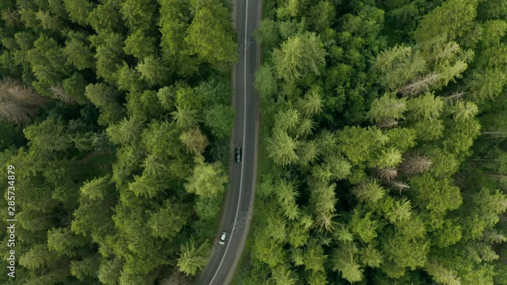 Aerial view of the road in a mountain forest. Buses and cars travel along a zigzag winding road through a dense fir forest on the side of a mountain. Drone Shot 4K.
