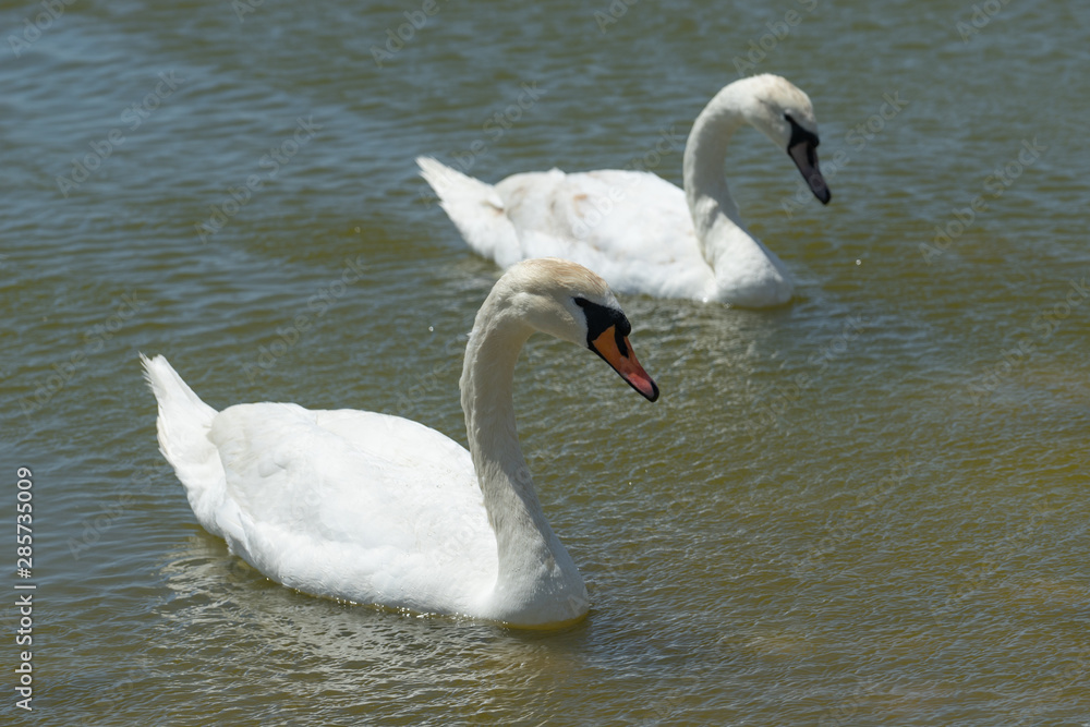 White swans on the water surface of the lake. Beauty of nature White swans on the water surface of the lake. Beauty of nature