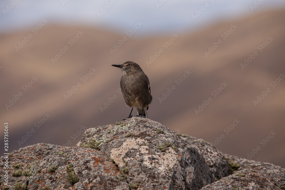 Fototapeta premium Free bird in the nature