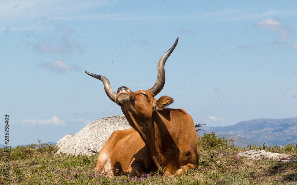 nimal with horns nimal with horns