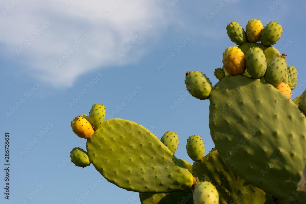 Horizontal Shot of Indian Figs also Known as Ficus Indica in Italy Horizontal Shot of Indian Figs also Known as Ficus Indica in Italy