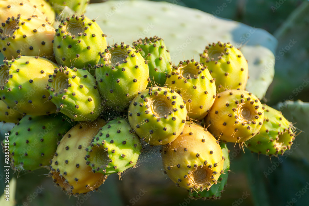 Horizontal Shot of Indian Figs also Known as Ficus Indica in Italy Horizontal Shot of Indian Figs also Known as Ficus Indica in Italy