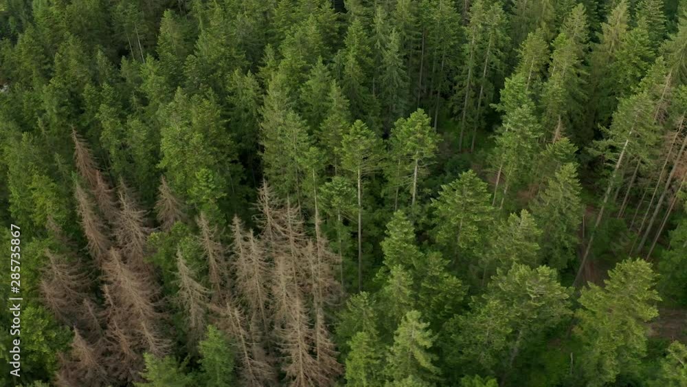 4K. Top view of Tongas National Coniferous Pine Forest, Alaska North Pacific. Drone shot flying over pine forests and a mountain range in rural Montana. USA. 4K. Top view of Tongas National Coniferous Pine Forest, Alaska North Pacific. Drone shot flying over pine forests and a mountain range in rural Montana. USA.