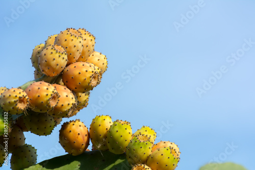 Horizontal Shot of Indian Figs also Known as Ficus Indica in Italy