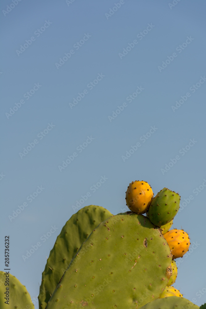 Vertical Shot of Indian Figs also Known as Ficus Indica in Italy Vertical Shot of Indian Figs also Known as Ficus Indica in Italy