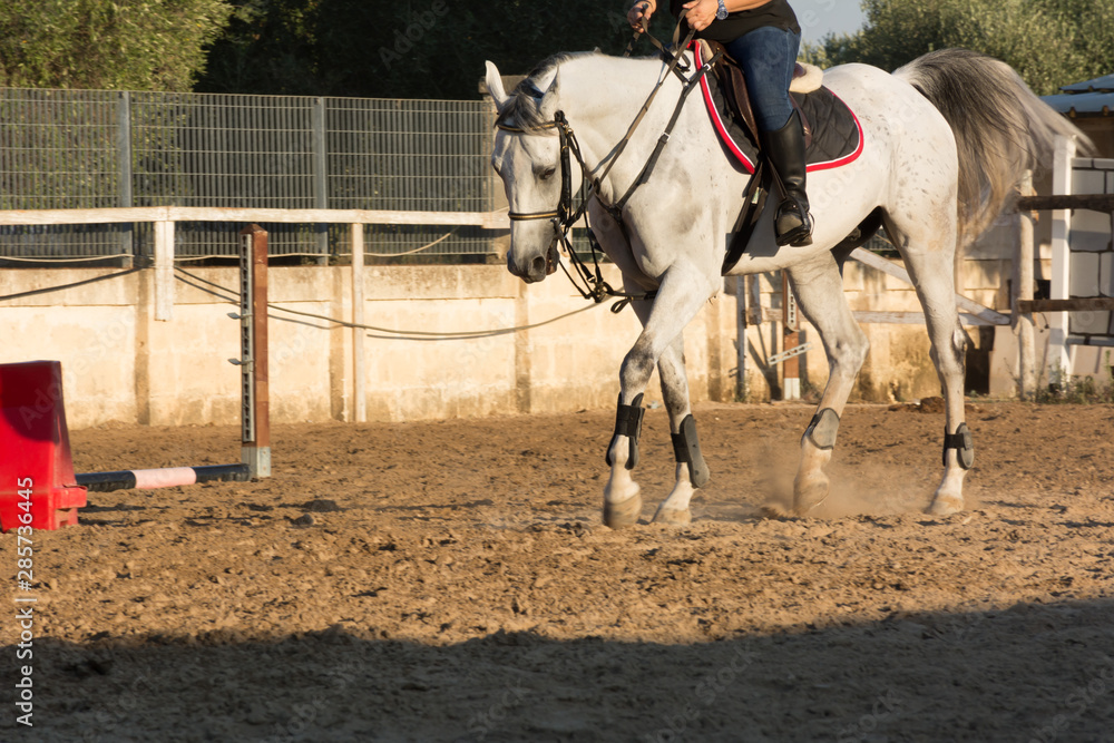 White Horse During Equestrian School Training White Horse During Equestrian School Training