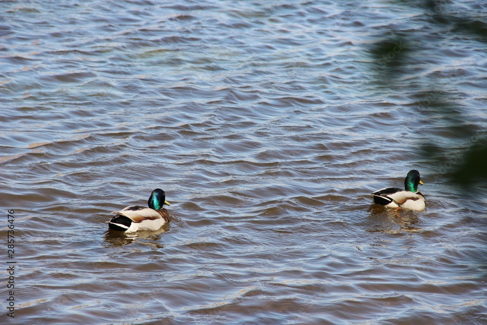 Naklejka premium ducks in pond