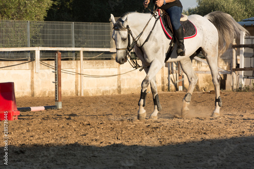 White Horse During Equestrian School Training