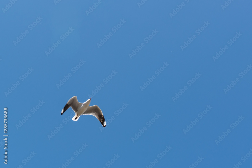 Obraz premium flying in the sky