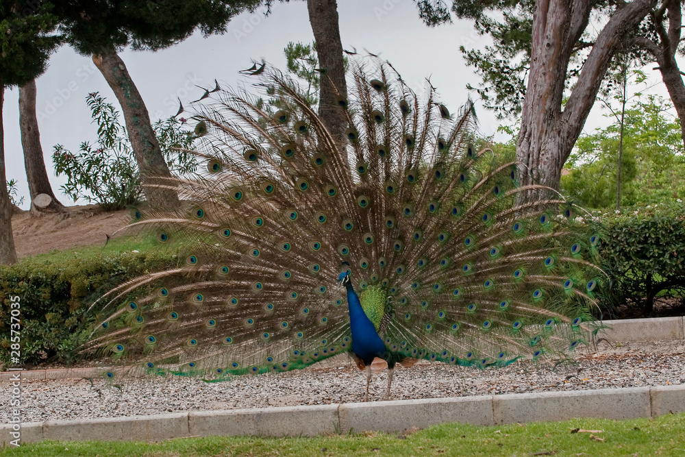 Obraz premium Peacock in the Park