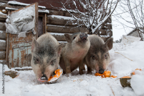 Pigs Vietnamese pig for a walk.