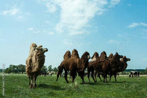 Camels to pasture on the succulent young grass.