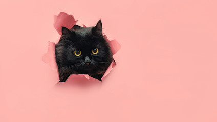 Funny black cat looks through ripped hole in pink paper backgroud. Peekaboo. Naughty pets and mischievous domestic animals. Copy space. Yellow eyes.