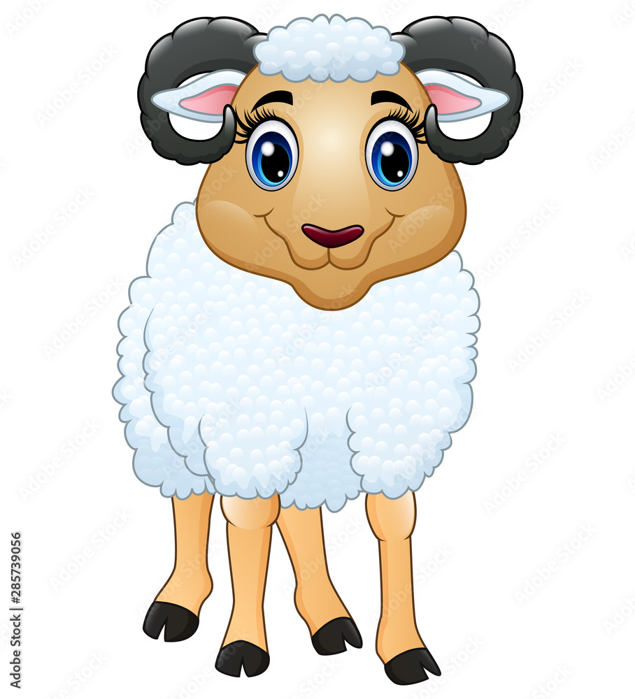 A beautiful sheep isolated on white background A beautiful sheep isolated on white background