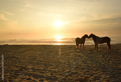 horse on beach at sunrise