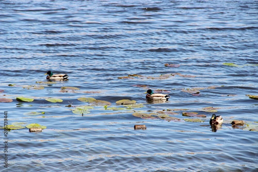 Fototapeta premium ducks in water