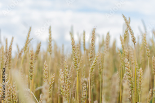 Field with young ears of wheat close up on a bright sunny day, cereals, agriculture