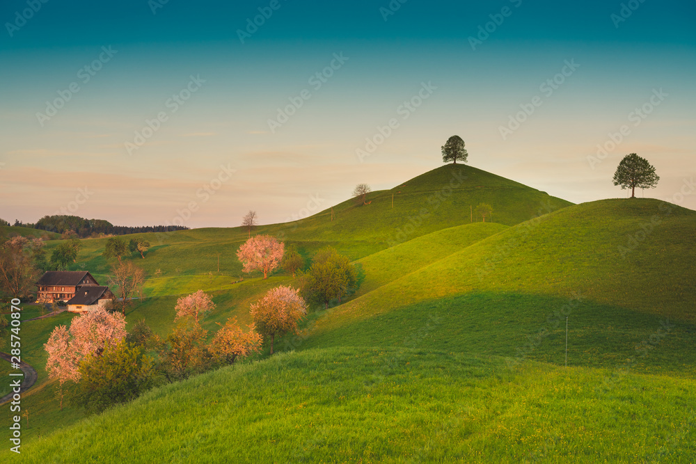 Trees in rolling landscape,Hirzel Switzerland Trees in rolling landscape,Hirzel Switzerland