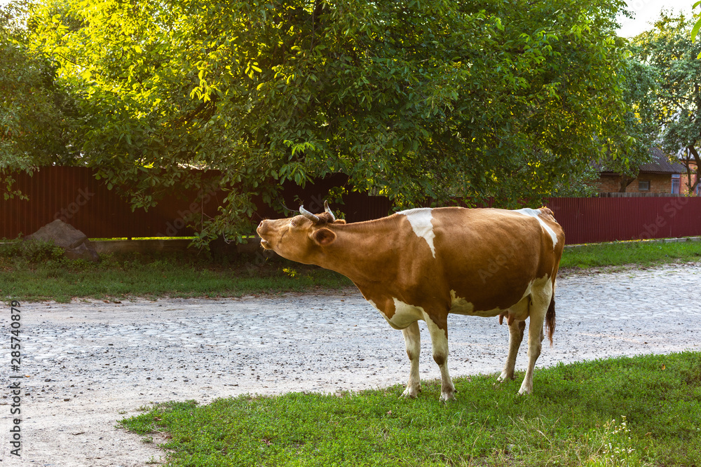 Red-haired cow after grazing in the village