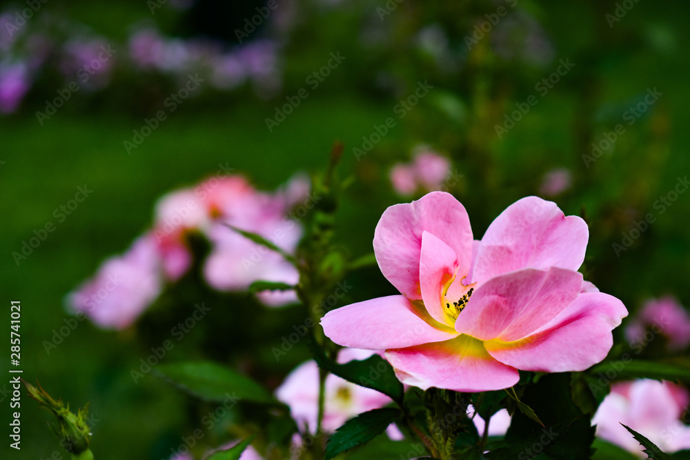 pink flower in the garden