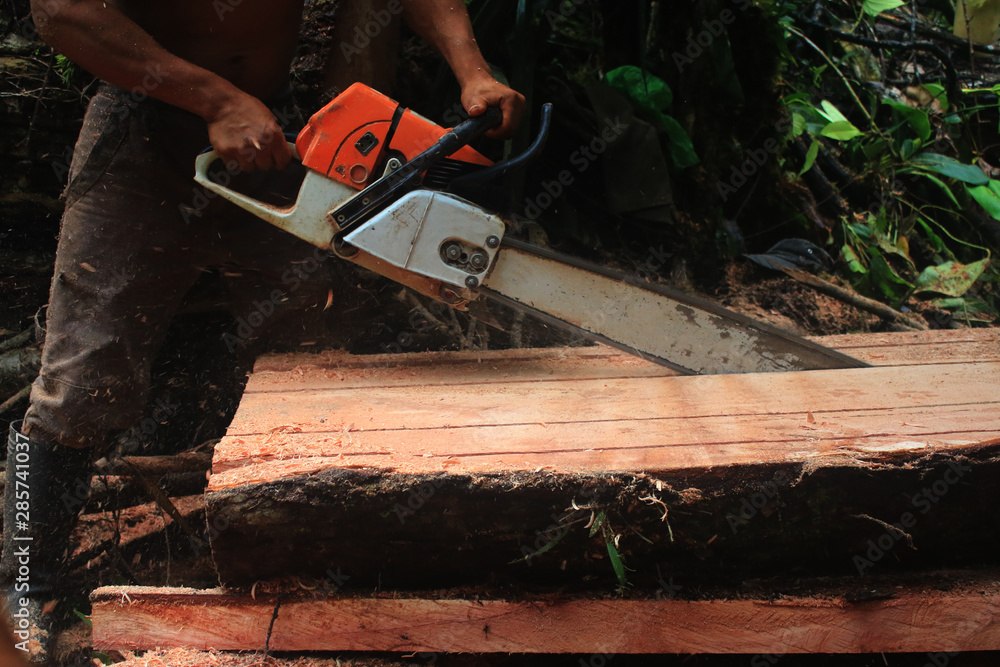A side view of a tree trunk being cut in even pieces with a running chainsaw, an example of illegal deforestation