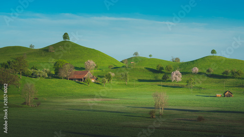 Trees in rolling landscape,Hirzel Switzerland photo