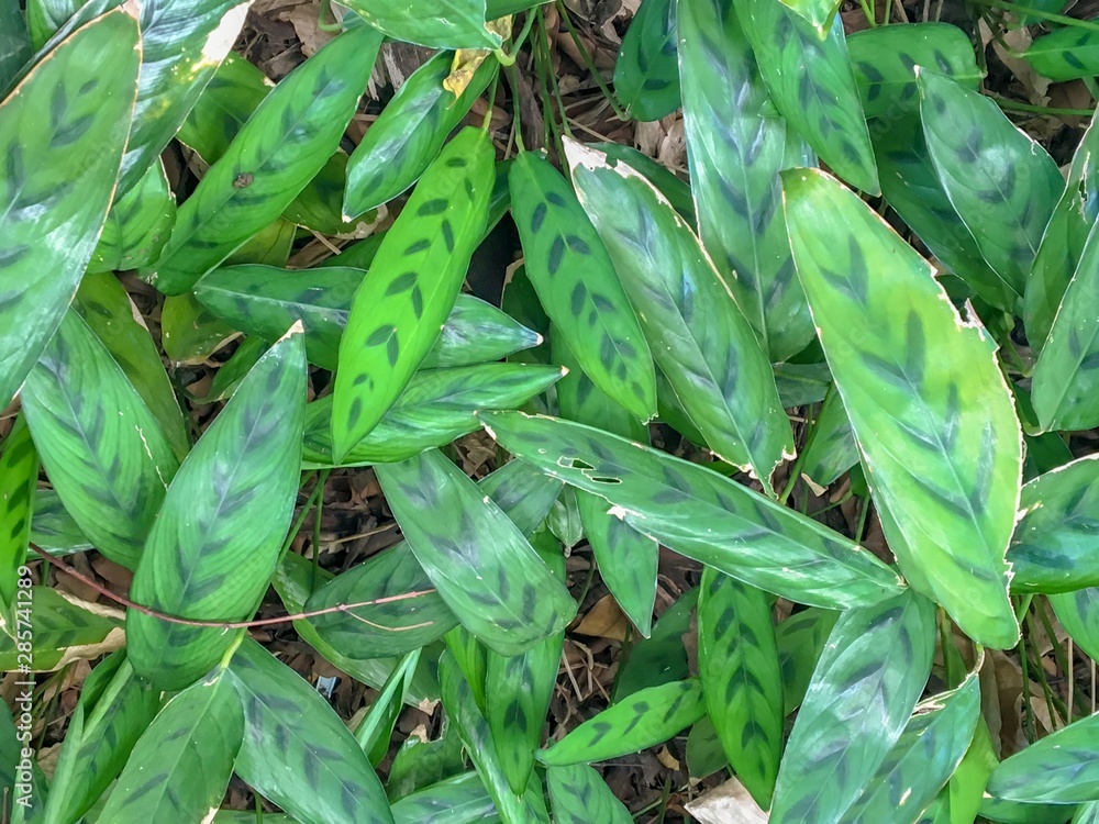 Obraz premium Natural leaves in the forests of Thailand