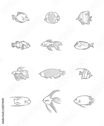 Peces