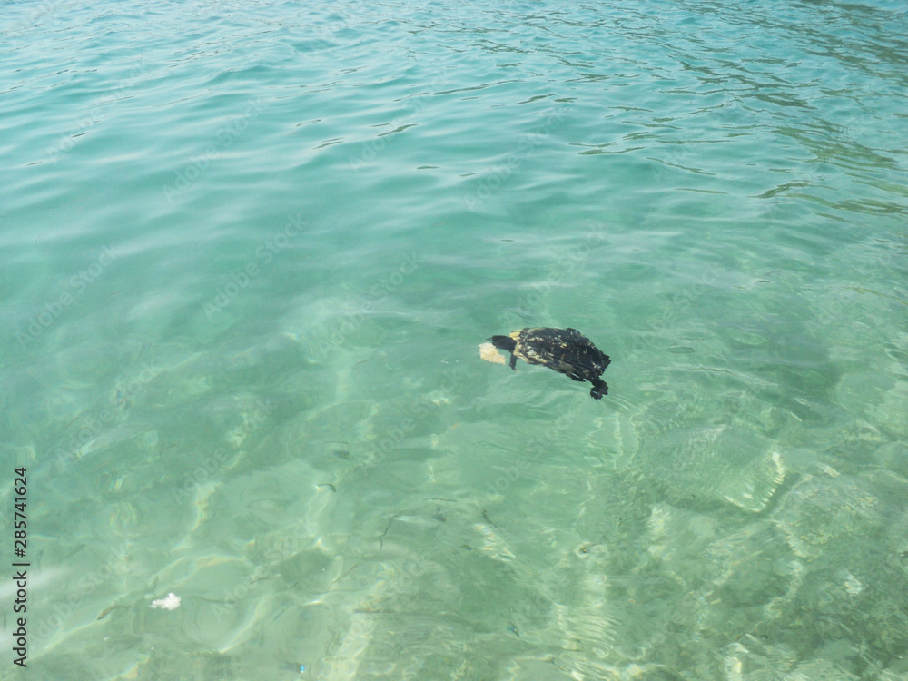 Turtle swims in the sea. Blue clear water.